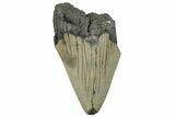 Bargain, Fossil Megalodon Tooth - Serrated Blade #295435-1